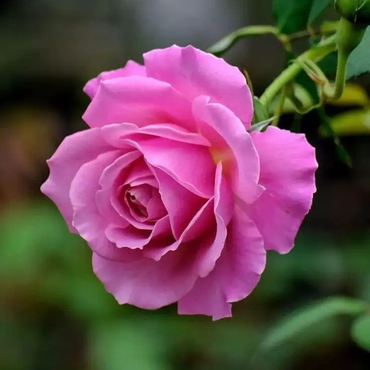 Queen elizabeth II rose