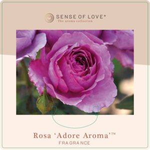 rosa adore aroma