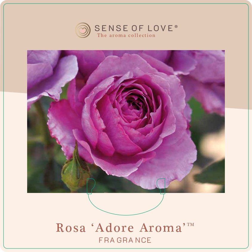 rosa adore aroma