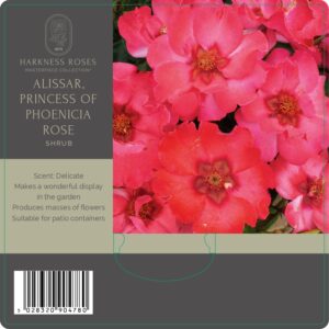alissar princess of phoenica rose