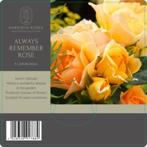 always remember rose