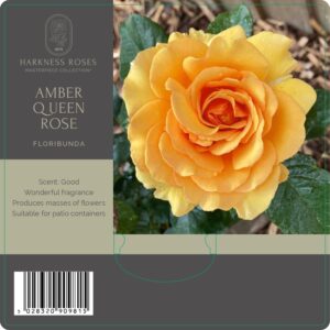 amber queen rose