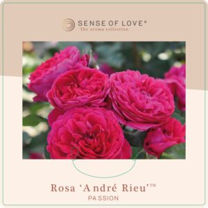 Rosa andre rieu