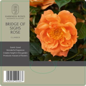 bridge of sighs rose