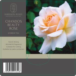 chandos beauty rose