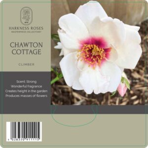 chawton cottage rose