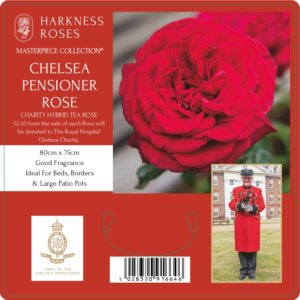 chelsea pensioner rose