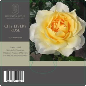 city livery rose