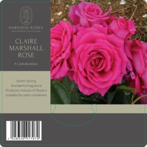 claire marshall rose