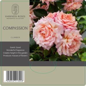 compassion rose
