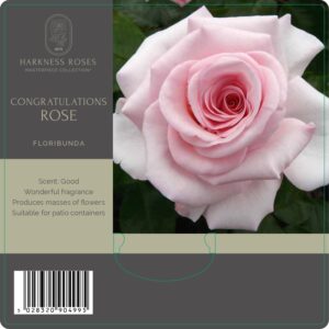 congratulations rose