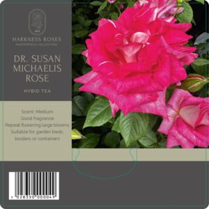 dr susan michaelis rose