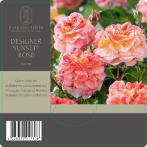designer sunset rose