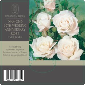 diamond 60th anniversary rose
