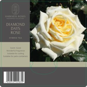 diamond days rose