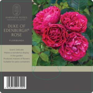 duke of edinburgh rose