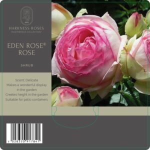 eden rose
