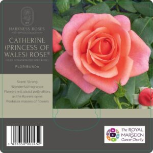 CATHERINE (PRINCESS OF WALES) ROSE® INC £5,00 CHARITY DONATION