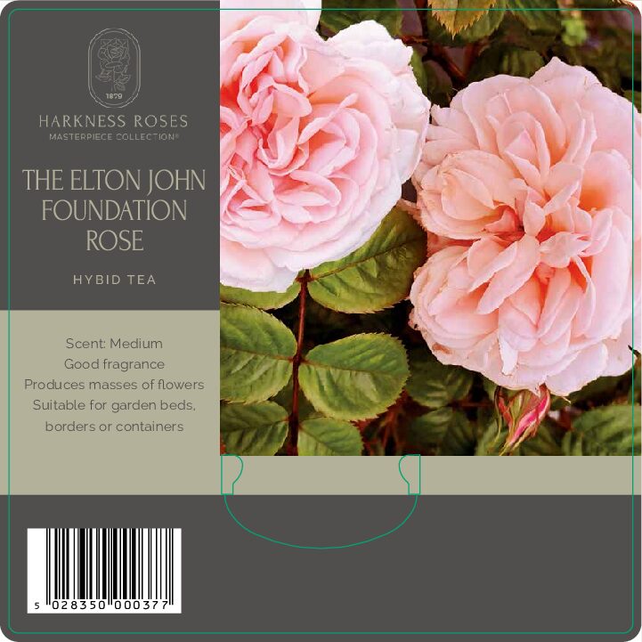 THE ELTON JOHN (AIDS FOUNDATION) ROSE