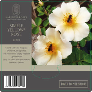 SIMPLE YELLOW®