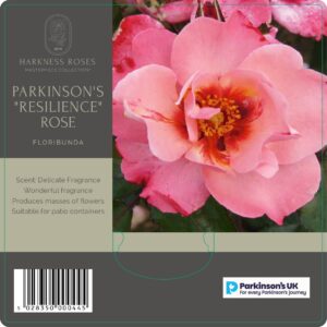 PARKINSON'S "RESILIENCE" ROSE