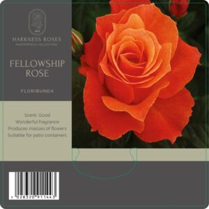 fellowship rose