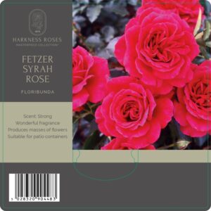 fetzer syrah rose