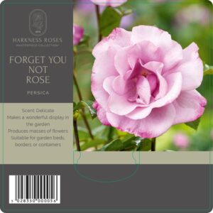 forget you not rose