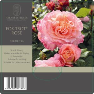 fox-trot-rose