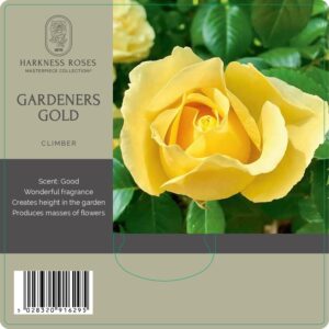 gardeners gold rose