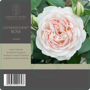 Glyndebourne rose