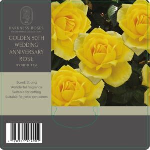 golden 50th wedding rose