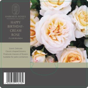 happy birthday cream rose