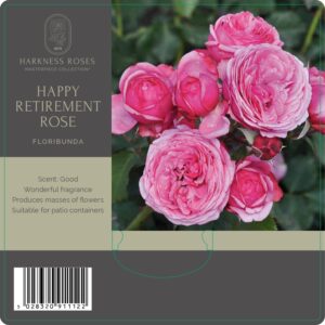 happy retirement rose