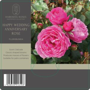 happy wedding anniversary rose