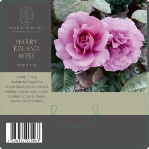 Harry Edland rose