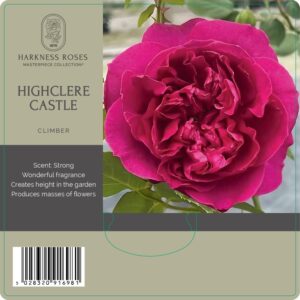 Highclere castle rose