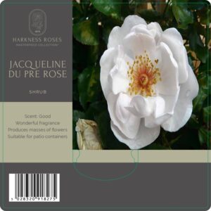 jacqueline du pre rose