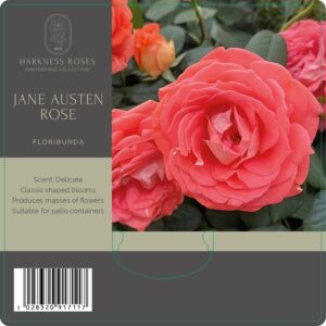 jane austen rose