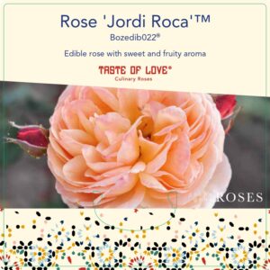Jordi Roca rose