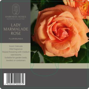 lady marmelde rose