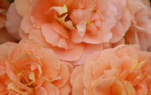 lakeside beauty rose