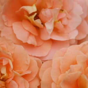 lakeside beauty rose