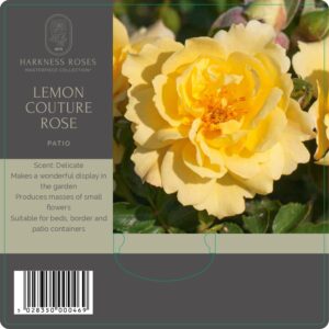 lemon couture rose