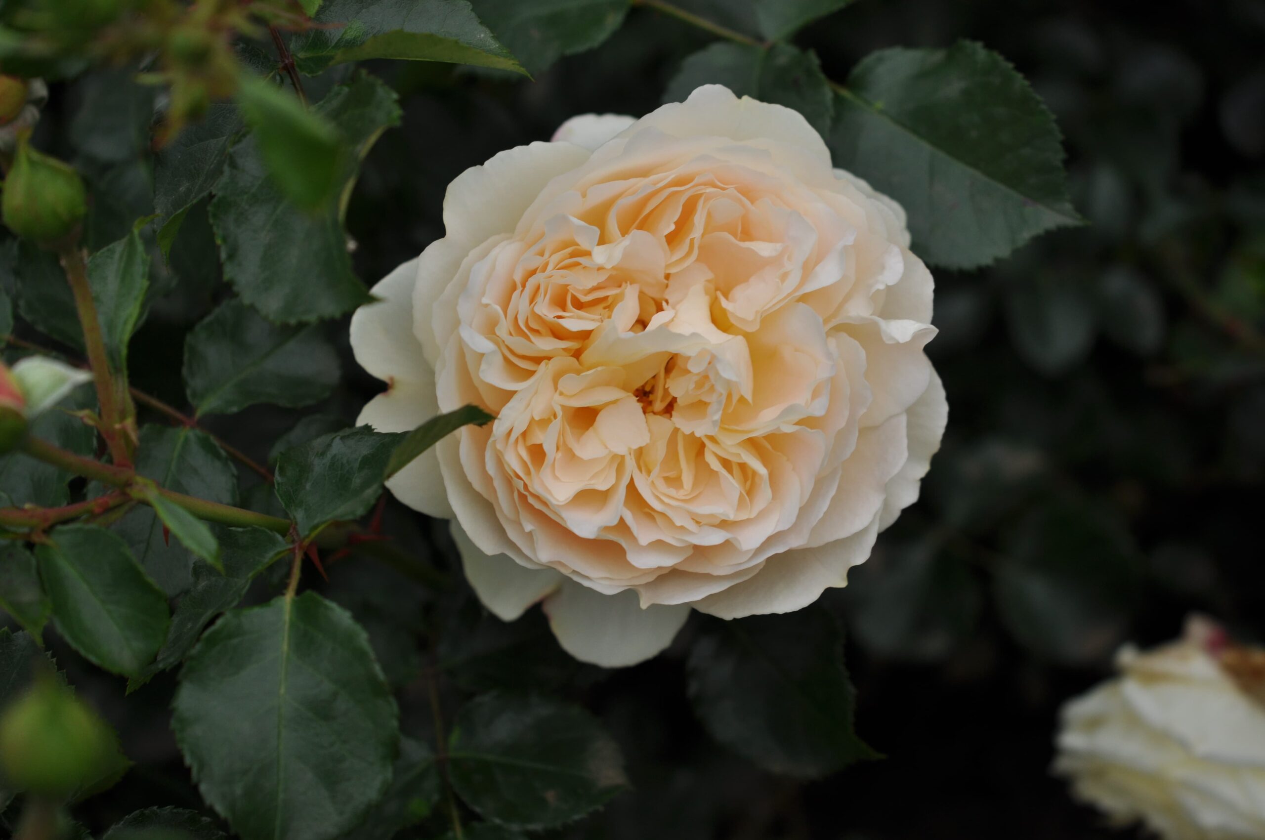 rosa adore aroma