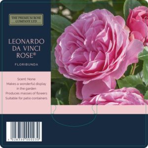 leonardo da vinci rose