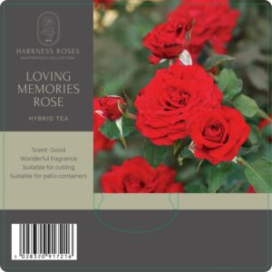 loving memories rose