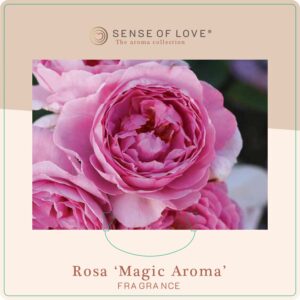 rose magic aroma