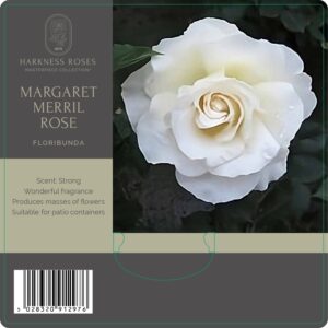 margaret merril rose