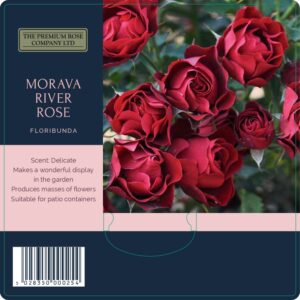 morava river rose